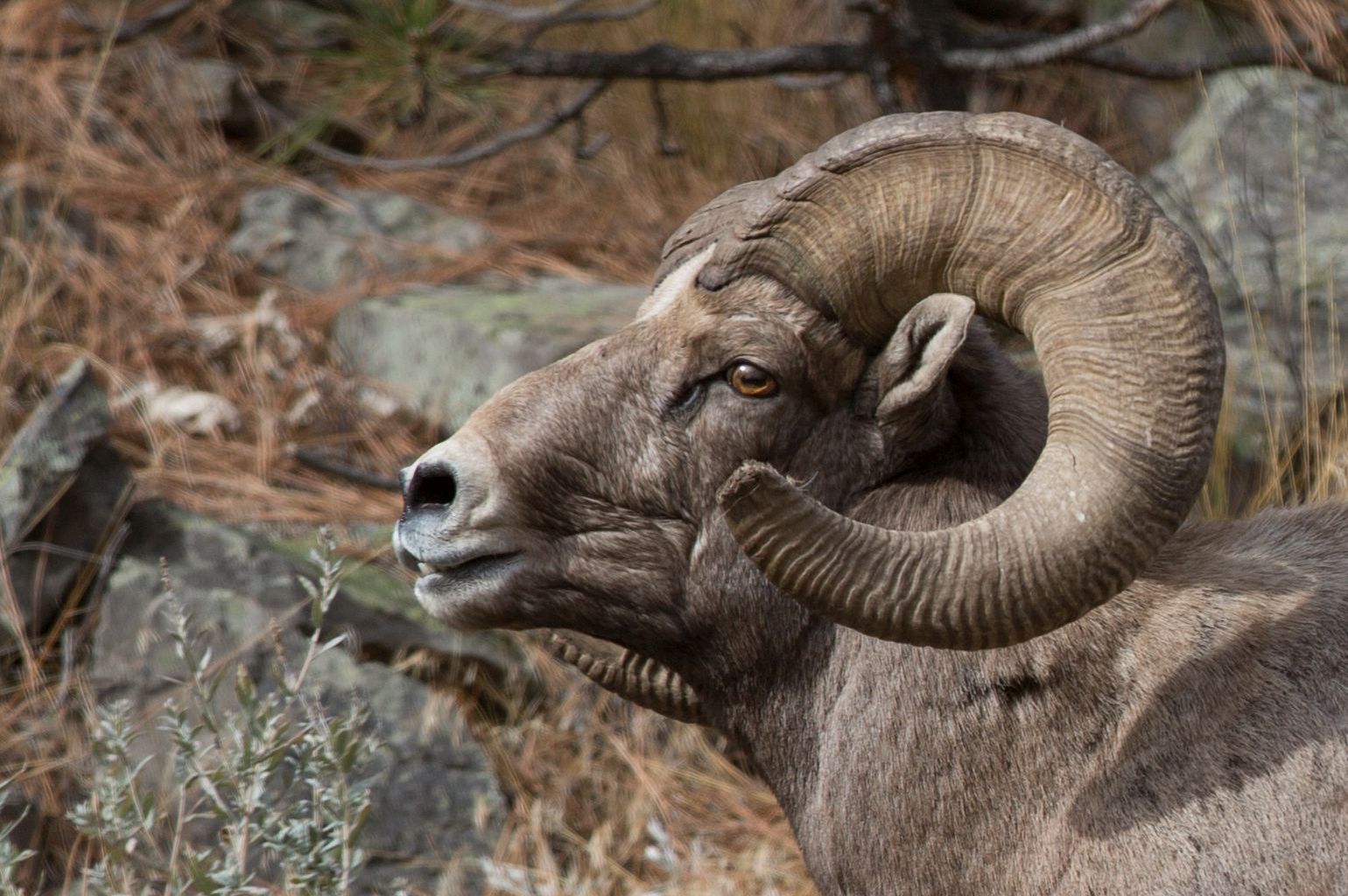 A Bighorn Sheep At The National Bison Range In Montana | FWS.gov